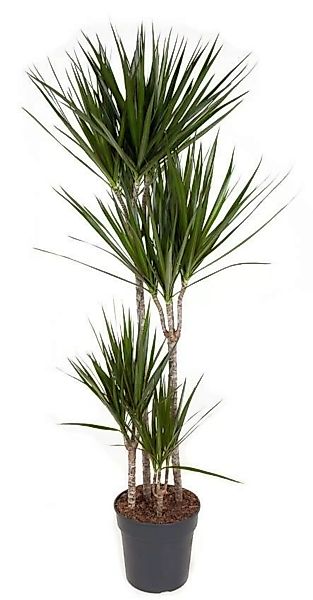 Perfect Plant | Pflanze Dracaena Marginata 150-160 cm günstig online kaufen