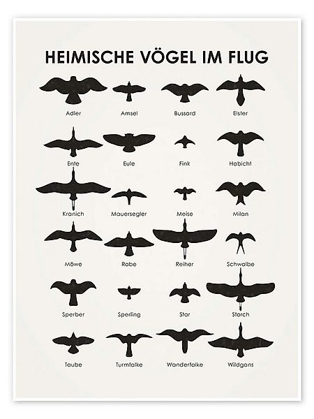 Posterlounge Wandbild Heimische Vögel im Flug, Iris Luckhaus, erhältlich al günstig online kaufen