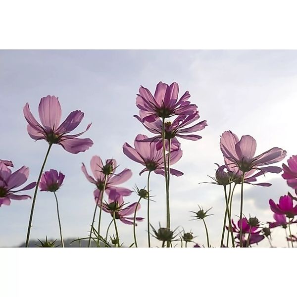 Fototapete COSMOS FLOWERS  | MS-5-0145 | Rosa | Digitaldruck auf Vliesträge günstig online kaufen