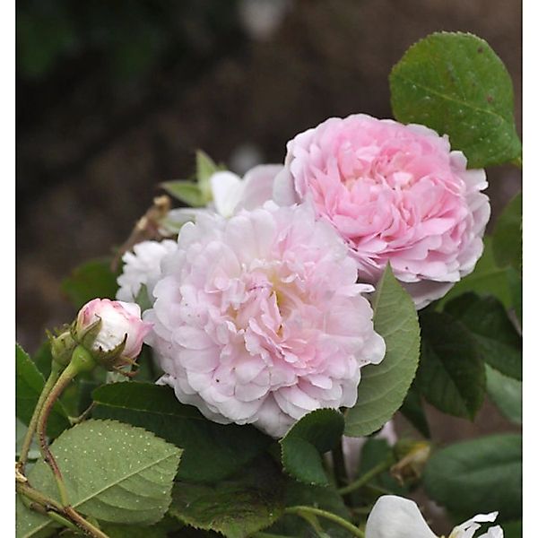 Historische Rose Duchess de Montebello 30-60cm günstig online kaufen