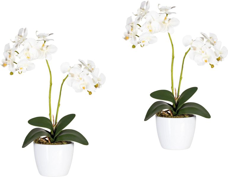 Kunstpflanze Phalaenopsis Orchidee, Creativ green, Höhe günstig online kaufen