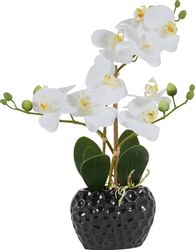 Kunstpflanze Orchidee Orchidee, Leonique, Höhe 38 günstig online kaufen