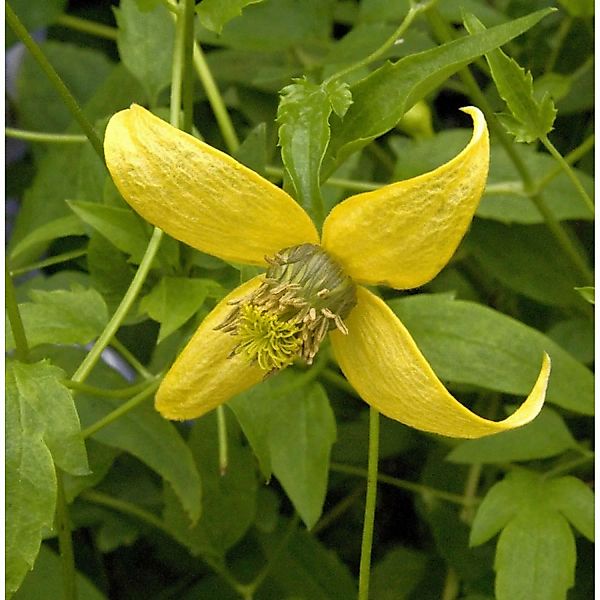 Gold Waldrebe Golden Harvest 40-60cm - Clematis tangutica günstig online kaufen