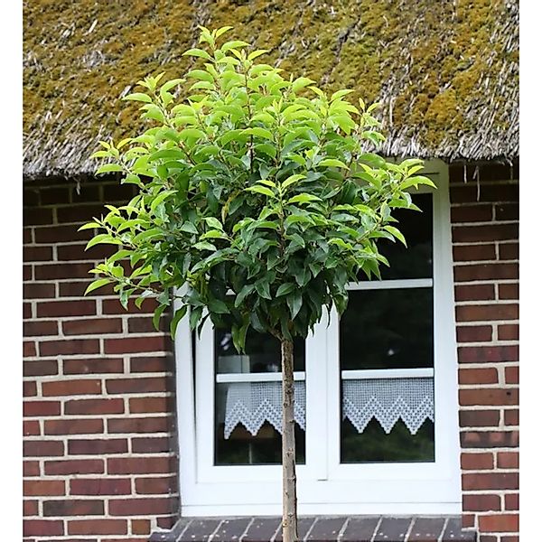Hochstamm Portugiesische Lorbeerkirsche Angustifolia 100-125cm - Prunus,usi günstig online kaufen