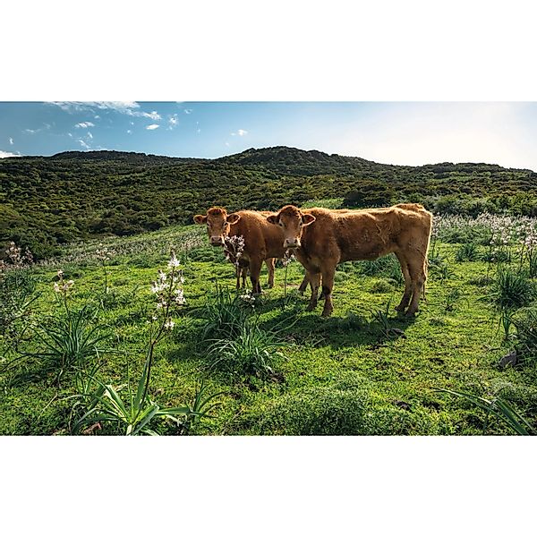 Sanders & Sanders Fototapete Landschaft Mit Kühen Grün 450 x 280 cm 612637 günstig online kaufen