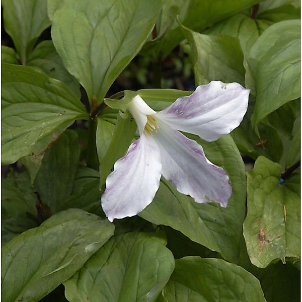 Großblütige Waldlilie - Trillium grandiflorum günstig online kaufen