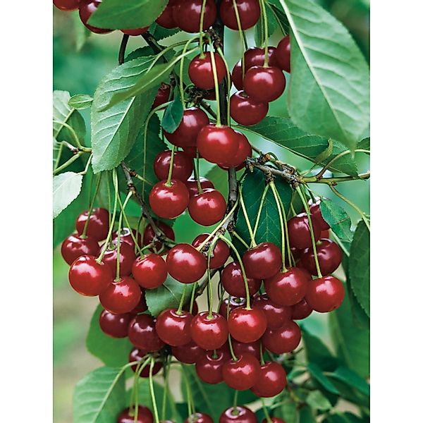 GROW by OBI Bio Sauerkirsche Schwäbische Weinweichsel Rot 120-140 cm Topf 7 günstig online kaufen