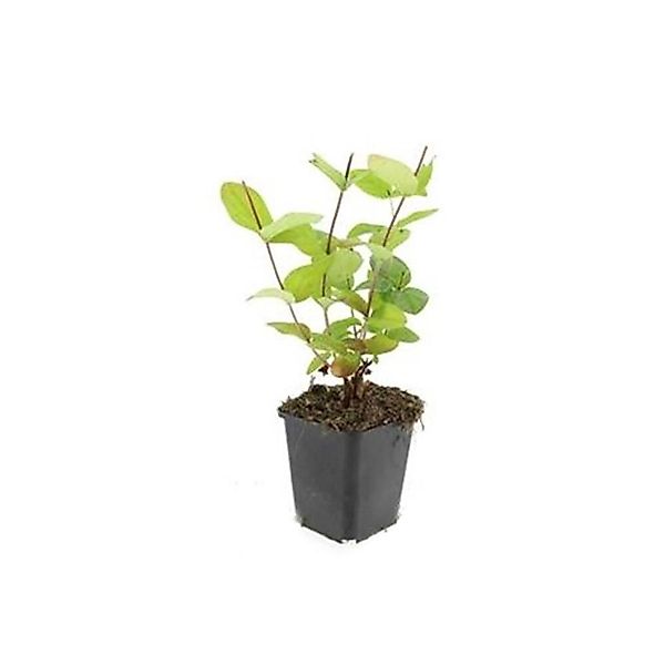 Exotenherz Bodendecker Johanniskraut Hypericum Inodorum Beauty 9cm Topf Set günstig online kaufen