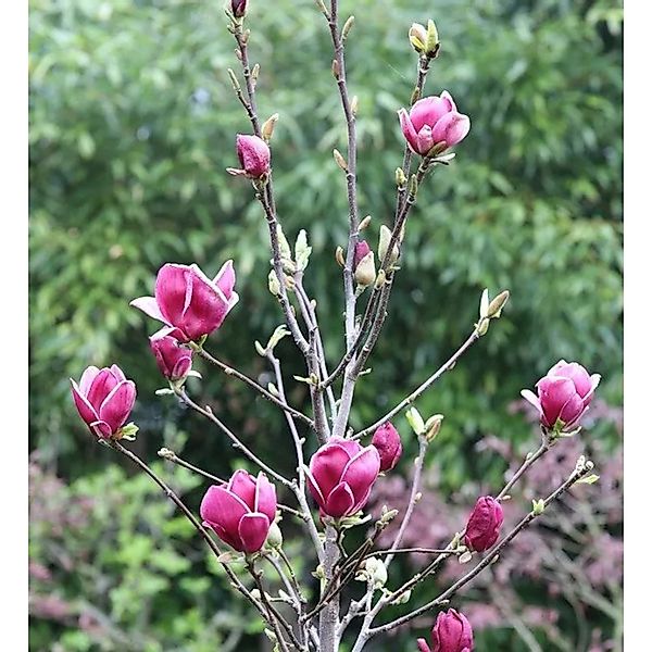 Magnolie March Till Frost 80-100cm - Magnolia günstig online kaufen