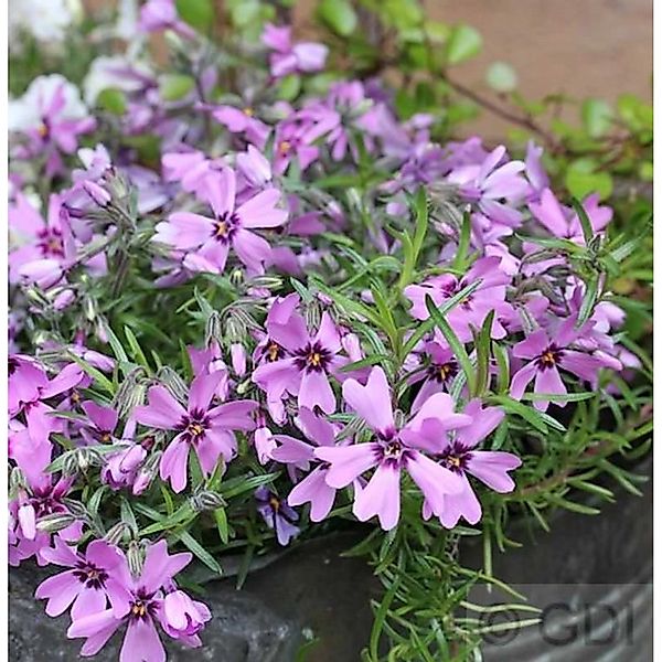 Niedrige Flammenblume Linners Traum - Phlox subulata günstig online kaufen