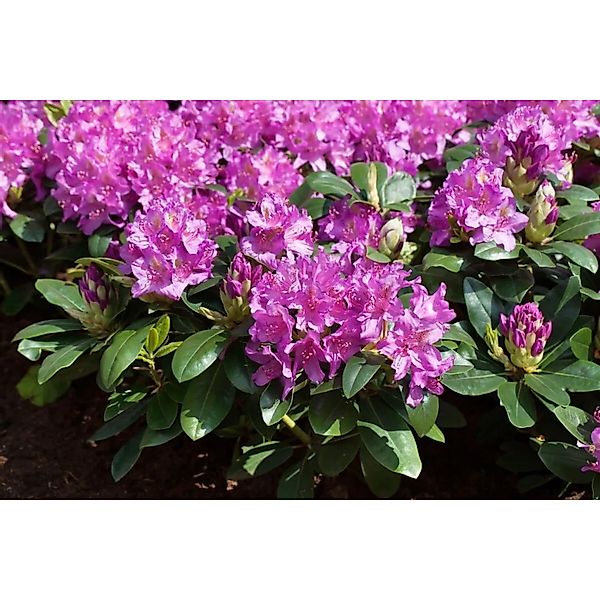 Rhododendron Hybr. Pink Purple Dream Rosa-Lila Blüten 50–60 cm günstig online kaufen