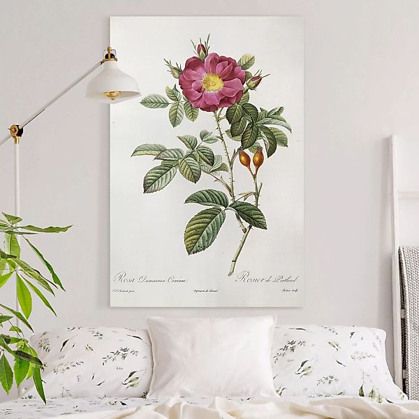 Leinwandbild Blumen - Hochformat Pierre Joseph Redouté - Portland-Rose günstig online kaufen