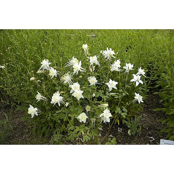 Aquilegia Caerulea Akelei Kristall Ca 9x9 cm Topf günstig online kaufen