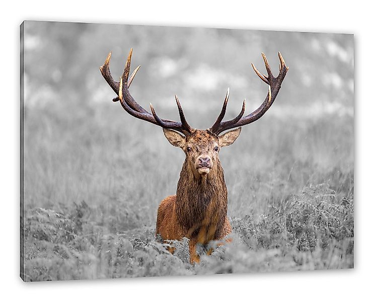 Pixxprint Leinwandbild Großer Hirsch im Feld, Großer Hirsch im Feld (1 St), günstig online kaufen