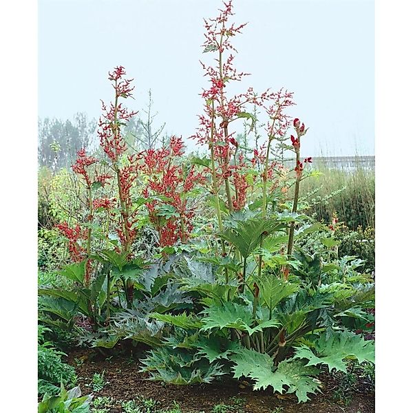 Rheum Palmatum Var.tanguticum Chinesischer Rhabarber Ca. 11x11 cm Topf günstig online kaufen