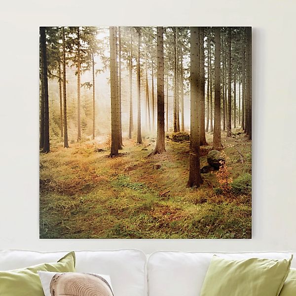 Leinwandbild - Quadrat Morning Forest günstig online kaufen