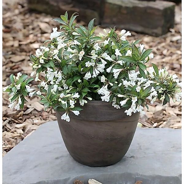 Weigelie Black and White 40-60cm - Weigela florida günstig online kaufen