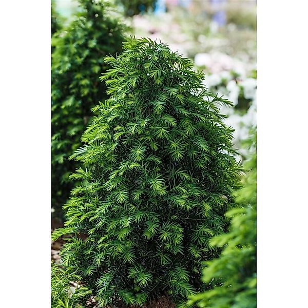 Taxus baccata 'Höpken's Gigant' 60-70 cm günstig online kaufen