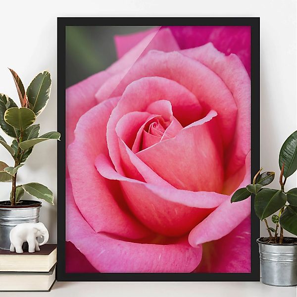 Bild mit Rahmen Blumen - Hochformat Pinke Rosenblüte vor Grün günstig online kaufen