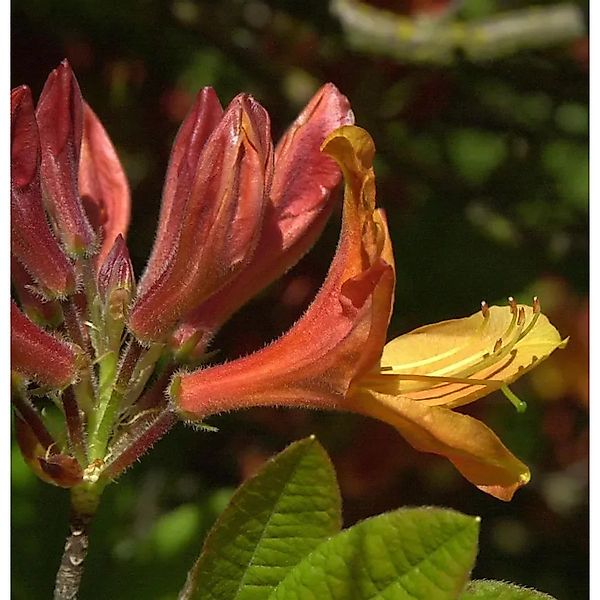 Azalee Golden Nectarine 40-50cm - Rhododendron,uteum - Alpenrose günstig online kaufen