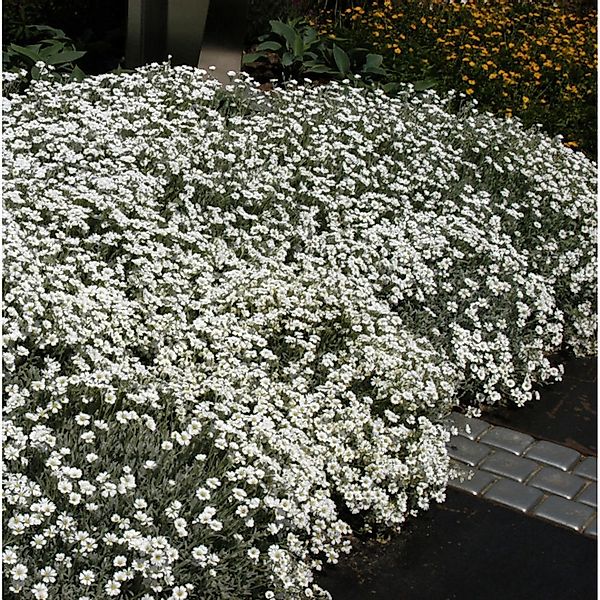 Filziges Hornkraut - Cerastium tomentosum günstig online kaufen