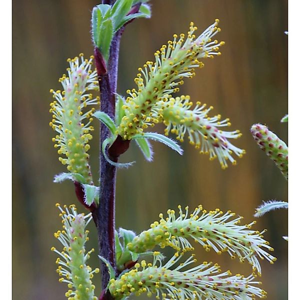 Lavendelweide 20-30cm - Salix rosmarinfolia günstig online kaufen