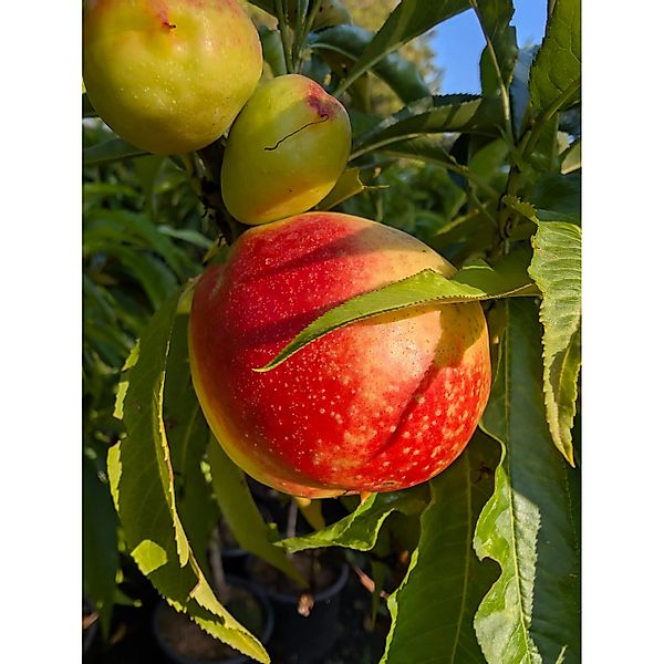 Zwergnektarine Redgold 50-70 cm Prunus persica günstig online kaufen