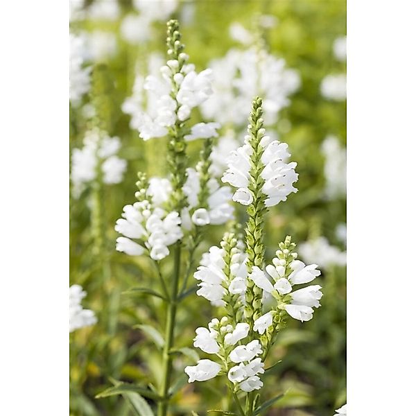 Physostegia Virginiana Summer Snow Virginische Gelenkblume Ca. 9x9 cm Topf günstig online kaufen