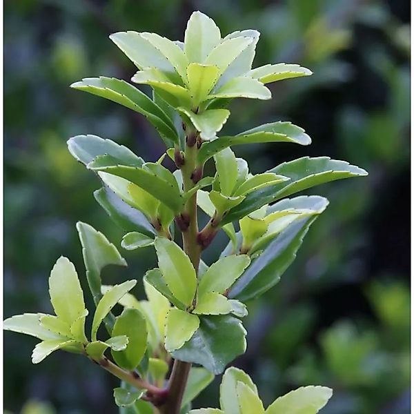 Hochstamm Chinesische Hecken Ilex 60-80cm - Ilex maximowicziana kanehirae günstig online kaufen