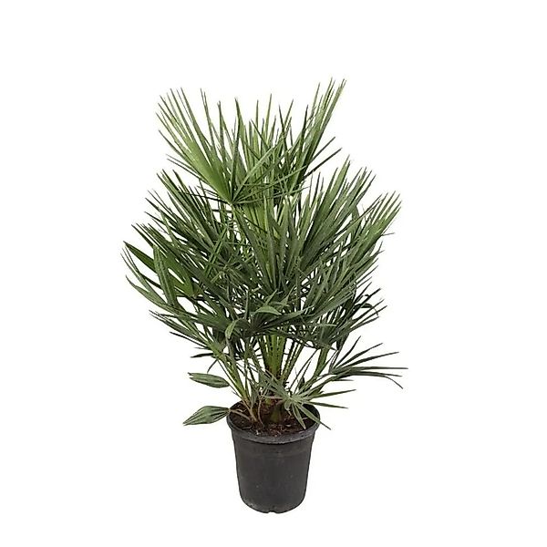 Exotenherz Zwergpalme Chamaerops Humilis 21cm Topf 100cm Hoch günstig online kaufen