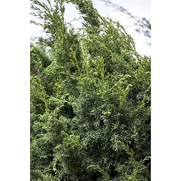 Juniperus Chinensis Keteleeri Chinesischer Wacholder 175–200 cm günstig online kaufen