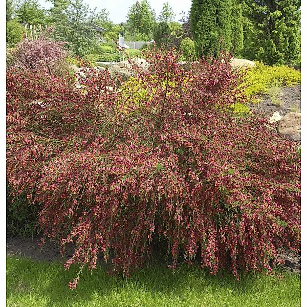Edelginster Lena 60-80cm - Cytisus scoparius günstig online kaufen