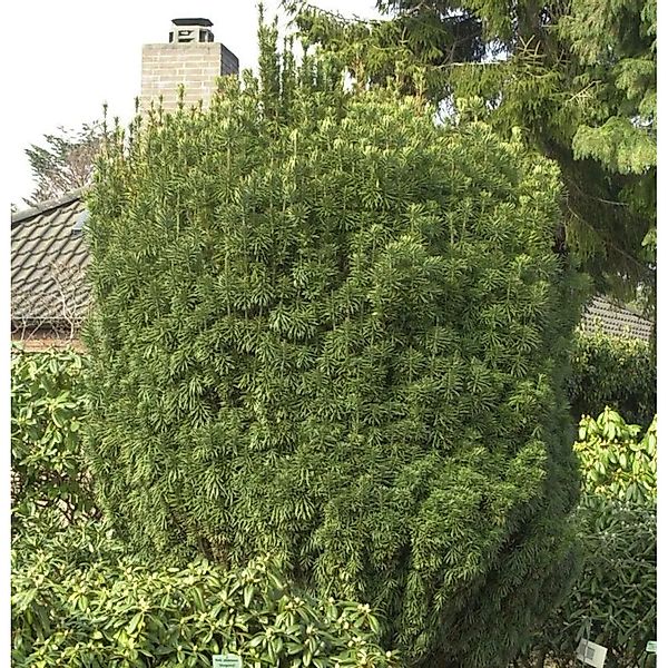 Kopfeibe 40-50cm - Cephalotaxus harringtonia Fastigiata günstig online kaufen