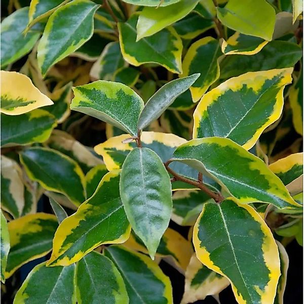Wintergrüne Ölweide Viveleg 40-60cm - Elaeagnus ebbingei günstig online kaufen