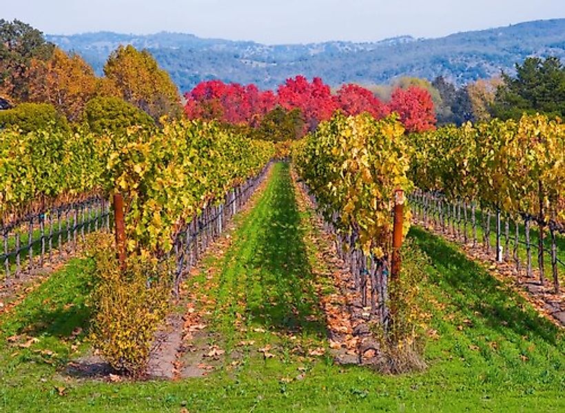 Papermoon Fototapete »WEINBERG IM HERBST-WINZER REBE WEIN GEBIRGE FELD WIES günstig online kaufen