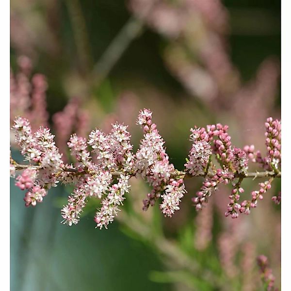 Kleinblütige Tamariske 60-80cm - Tamarix parviflora günstig online kaufen