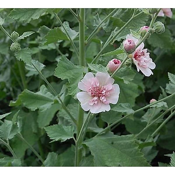 Stockrose Parkfrieden - Alcalthaea suffrutescens günstig online kaufen