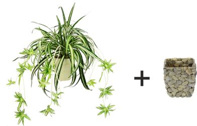 Kunstpflanze Wasserlilie Wasserlilie, I.GE.A., Höhe 35 günstig online kaufen