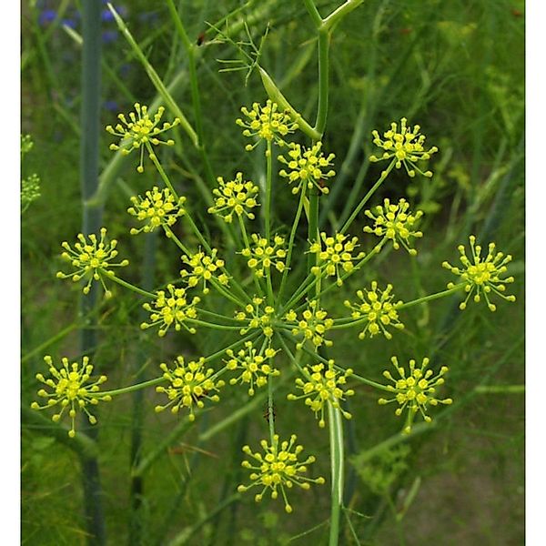 Fenchel - Foeniculum vulgare günstig online kaufen