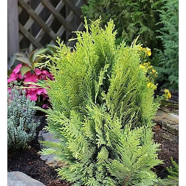 Goldgelbe Gartenzypresse 60-80cm - Chamaecyparis,awsoniana günstig online kaufen