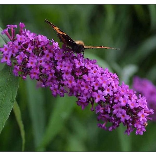 Sommerflieder African Queen 40-60cm - Buddleja günstig online kaufen