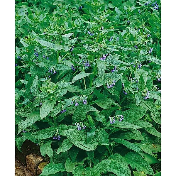 Symphytum Azureum Kaukasus Beinwell Ca. 9x9 cm Topf günstig online kaufen