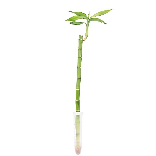 Value Greens Glücksbambus 'Lucky Bamboo'  im Röhrchen  Dracaena Sanderiana günstig online kaufen