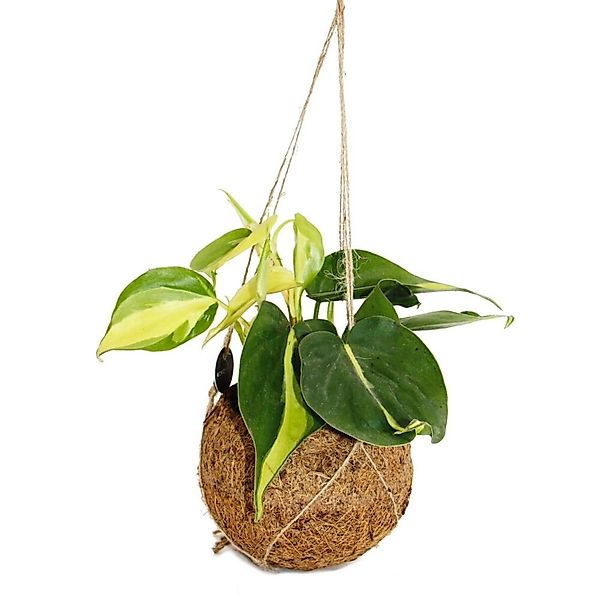Exotenherz Kokodama Philodendron Scandens Brasil im Kokodamagefäß zum Hänge günstig online kaufen