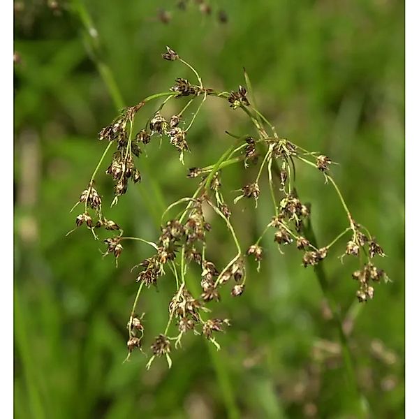 Waldmarbel - Luzula sylvatica günstig online kaufen