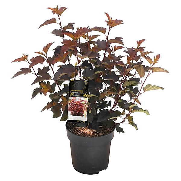 Blasenspiere Lady in Red Rosa Höhe ca. 20 - 30 cm Topf ca. 2,3 l günstig online kaufen