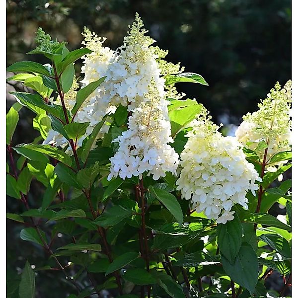 Rispenhortensie Magical Matterhorn 30-40cm - Hydrangea paniculata günstig online kaufen