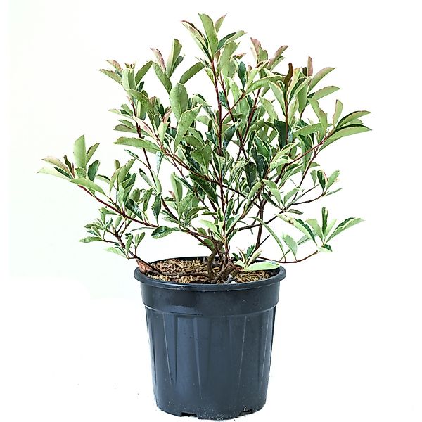 GROW by OBI Glanzmispel Pink Marble Höhe ca. 25 -30 cm Topf ca. 10, günstig online kaufen