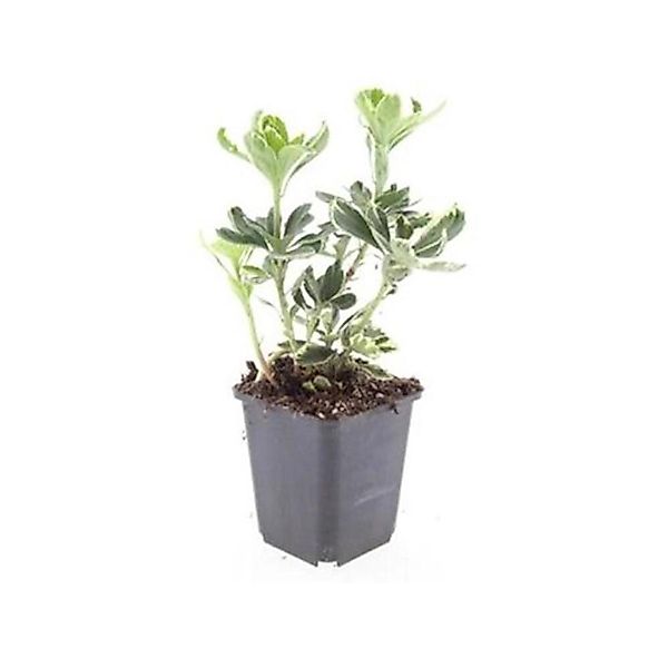 Exotenherz Bodendecker Weissbuntes Schattengrün Pachysandra Terminalis Vari günstig online kaufen