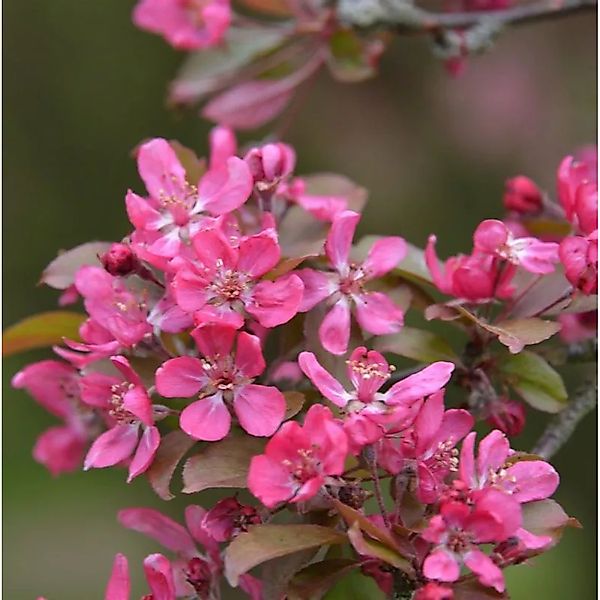 Hochstamm Zierapfel Mokum 100-125cm - Malus Hybride günstig online kaufen